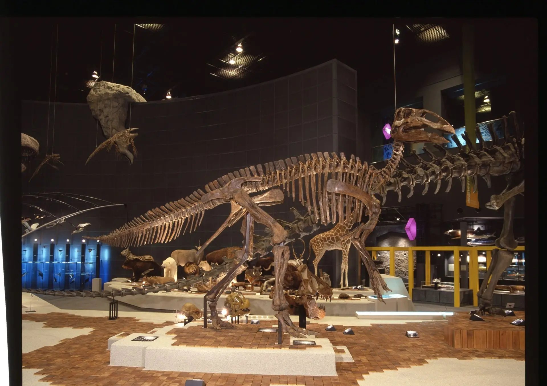 🏛️ 가나가와 현립 생명의 별・지구 박물관 (카나가와켄리츠 세이메이노호시 치큐하쿠부츠칸)